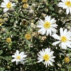 Olearia phlogopappa subsp. serrata at Namadgi National Park - 29 Nov 2021