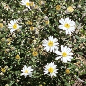 Olearia phlogopappa subsp. serrata at Namadgi National Park - 29 Nov 2021