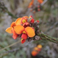 Dillwynia sericea (Egg And Bacon Peas) at Rob Roy Range - 20 Oct 2021 by MichaelBedingfield