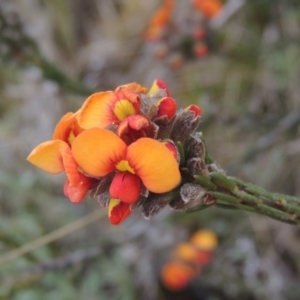 Dillwynia sericea at Theodore, ACT - 20 Oct 2021 04:27 PM