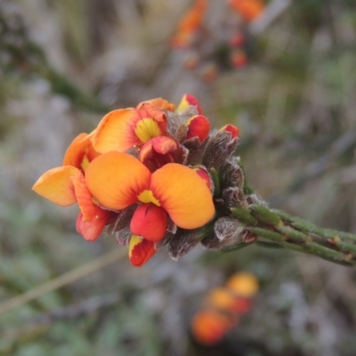 Dillwynia sericea (Egg And Bacon Peas) at Rob Roy Range - 20 Oct 2021 by MichaelBedingfield