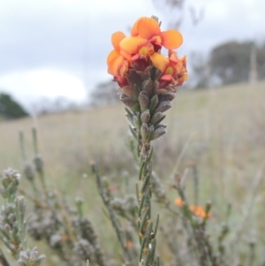 Dillwynia sericea at Theodore, ACT - 20 Oct 2021 04:27 PM