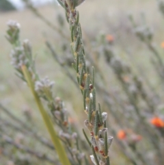 Dillwynia sericea at Theodore, ACT - 20 Oct 2021