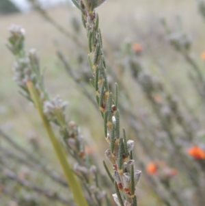 Dillwynia sericea at Theodore, ACT - 20 Oct 2021