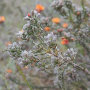 Dillwynia sericea at Theodore, ACT - 20 Oct 2021 04:27 PM