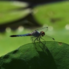 Brachydiplax denticauda (Palemouth Dragonfly) at Jarvisfield, QLD - 14 Nov 2021 by TerryS