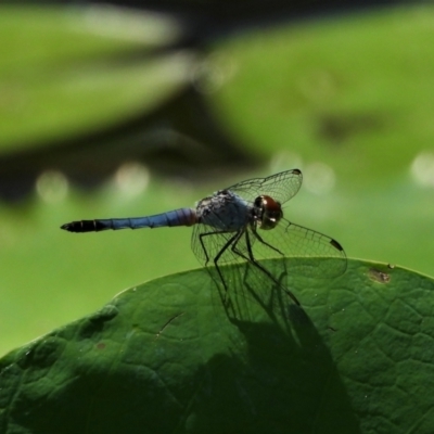 Brachydiplax denticauda (Palemouth Dragonfly) at Jarvisfield, QLD - 14 Nov 2021 by TerryS