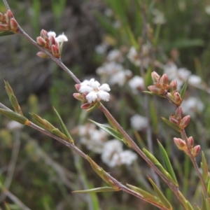 Leucopogon virgatus at Conder, ACT - 20 Oct 2021