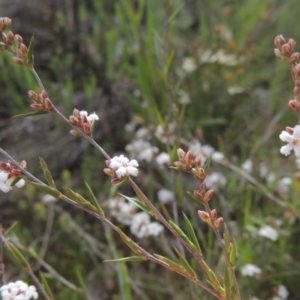 Leucopogon virgatus at Conder, ACT - 20 Oct 2021