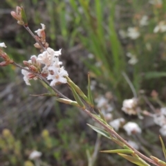 Leucopogon virgatus at Conder, ACT - 20 Oct 2021