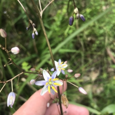 Dianella caerulea (Common Flax Lily) at Bundanoon, NSW - 14 Nov 2021 by Tapirlord