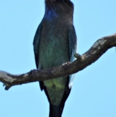 Eurystomus orientalis (Dollarbird) at Mulgrave, QLD - 31 Mar 2020 by TerryS