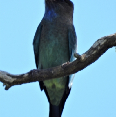 Eurystomus orientalis (Dollarbird) at Mulgrave, QLD - 31 Mar 2020 by TerryS