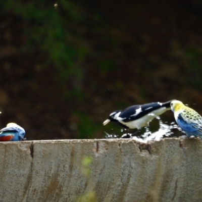 Grallina cyanoleuca (Magpie-lark) at Mulgrave, QLD - 12 Jun 2020 by TerryS