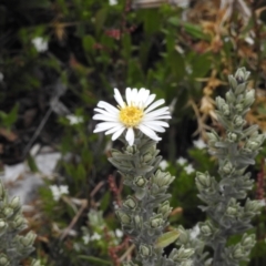 Olearia brevipedunculata (Dusty Daisy Bush) at Cotter River, ACT - 29 Nov 2021 by JohnBundock