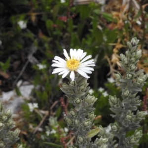 Olearia brevipedunculata at Cotter River, ACT - 29 Nov 2021