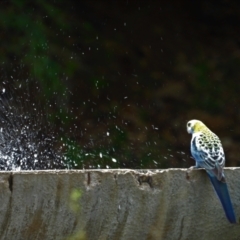 Platycercus adscitus (Pale-headed Rosella) at Mulgrave, QLD - 12 Jun 2020 by TerryS