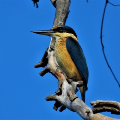 Todiramphus sanctus (Sacred Kingfisher) at Ravenswood, QLD - 2 Jul 2020 by TerryS