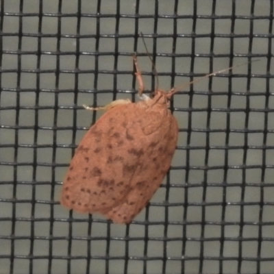 Garrha repandula (a Concealer Moth) at Wanniassa, ACT - 30 Nov 2021 by JohnBundock
