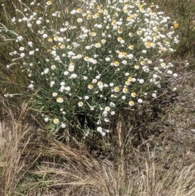 Ammobium alatum (Winged Everlasting) at Bywong, NSW - 1 Dec 2021 by MPennay