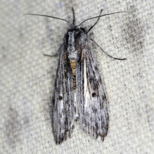 Capusa sp.(genus) at O'Connor, ACT - 29 Nov 2021