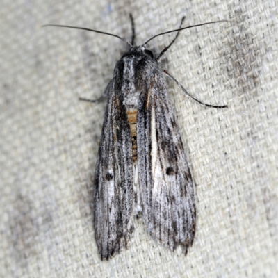 Capusa sp.(genus) (A Wedge moth) at O'Connor, ACT - 29 Nov 2021 by ibaird