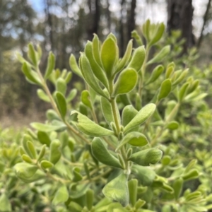 Persoonia rigida at Molonglo Valley, ACT - 1 Dec 2021 12:01 PM