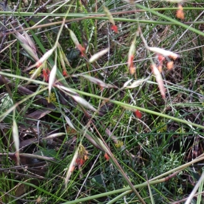 Rytidosperma pallidum (Red-anther Wallaby Grass) at The Pinnacle - 29 Nov 2021 by sangio7