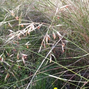 Rytidosperma pallidum at Weetangera, ACT - 30 Nov 2021 10:20 AM