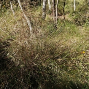 Rytidosperma pallidum at Weetangera, ACT - 30 Nov 2021 10:20 AM