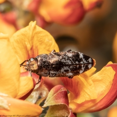 Diphucrania acuducta (Acuducta jewel beetle) at Molonglo Valley, ACT - 1 Dec 2021 by Roger