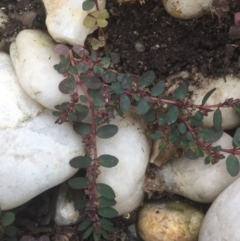 Euphorbia prostrata (Red Caustic Weed) at Horsley, NSW - 1 Dec 2021 by natureguy