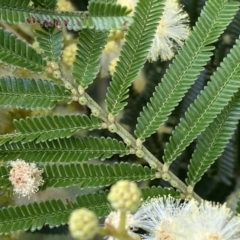 Acacia mearnsii (Black Wattle) at Denman Prospect 2 Estate Deferred Area (Block 12) - 1 Dec 2021 by mcosgrove