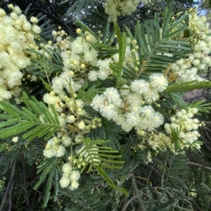 Acacia mearnsii at Molonglo Valley, ACT - 1 Dec 2021