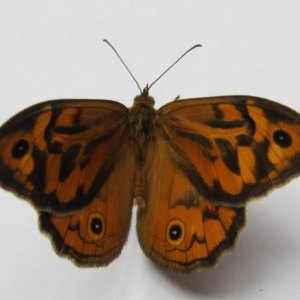 Heteronympha merope at McKellar, ACT - 1 Dec 2021