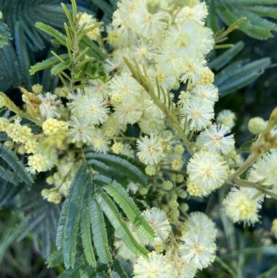 Acacia mearnsii (Black Wattle) at Kambah, ACT - 1 Dec 2021 by AJB