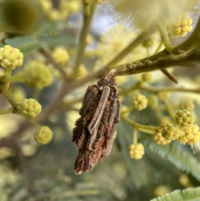 Psychidae (family) IMMATURE (Unidentified case moth or bagworm) at Kambah, ACT - 1 Dec 2021 by AJB