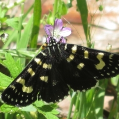 Phalaenoides tristifica (Willow-herb Day-moth) at Cotter River, ACT - 29 Nov 2021 by Christine