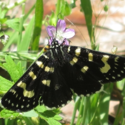 Phalaenoides tristifica (Willow-herb Day-moth) at Cotter River, ACT - 29 Nov 2021 by Christine