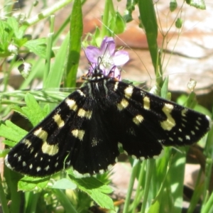 Phalaenoides tristifica at Cotter River, ACT - 29 Nov 2021