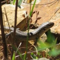 Liopholis whitii at Cotter River, ACT - 29 Nov 2021 11:01 AM