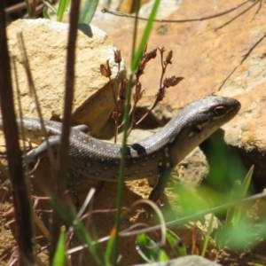 Liopholis whitii at Cotter River, ACT - 29 Nov 2021