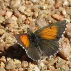 Lucia limbaria (Chequered Copper) at Cotter River, ACT - 29 Nov 2021 by Christine