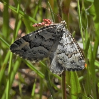 Chrysolarentia rhynchota (Rhynchota Carpet) at Namadgi National Park - 28 Nov 2021 by JohnBundock