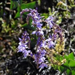 Veronica perfoliata (Digger's Speedwell) at Tralee, NSW - 29 Nov 2021 by JohnBundock