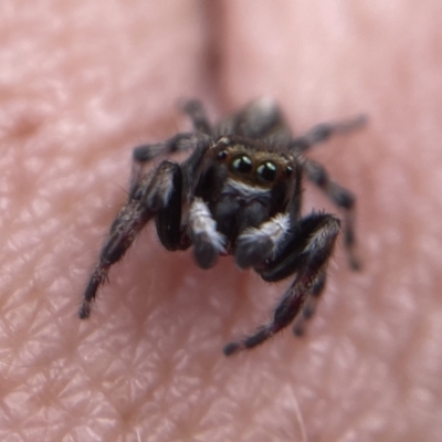 Unidentified Spider (Araneae) at Belconnen, ACT - 1 Dec 2021 by Spectregram