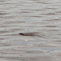 Hydromys chrysogaster (Rakali or Water Rat) at Acton, ACT - 1 Dec 2021 by LD12