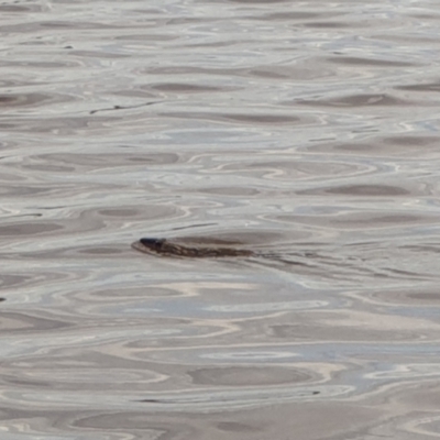 Hydromys chrysogaster (Rakali or Water Rat) at Acton, ACT - 1 Dec 2021 by LD12