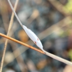 Unidentified Moth (Lepidoptera) at Stromlo, ACT - 26 Nov 2021 by AJB