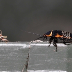 Ellipsidion australe (Austral Ellipsidion cockroach) at Evatt, ACT - 30 Nov 2021 by TimL